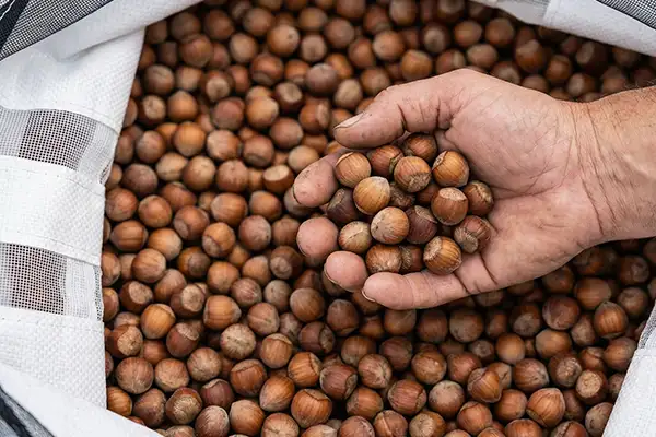 Nocciola tonda piemontese